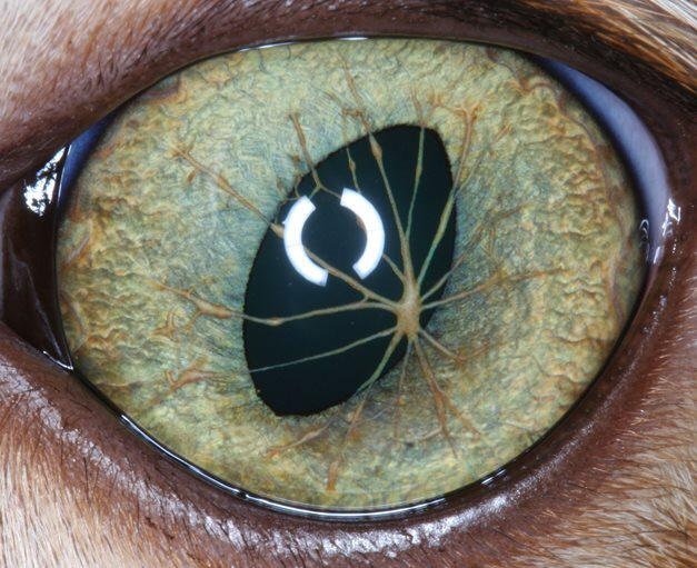 خطوط داخل چشم حیوان