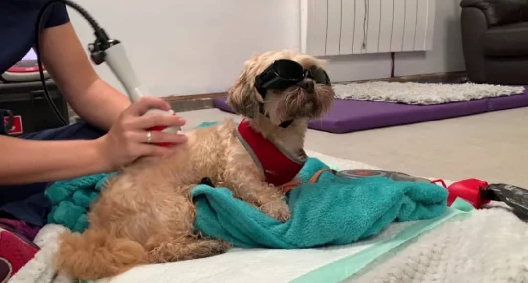 لیزر درمانی در سگ