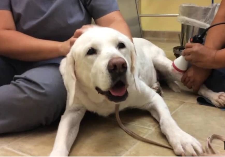 لیزر درمانی در سگ
