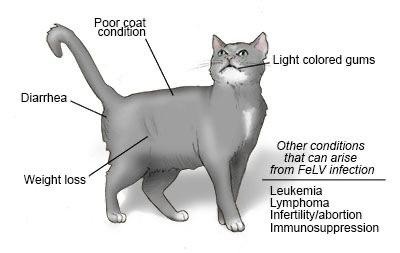 بیماری عفونی لوسمی گربه