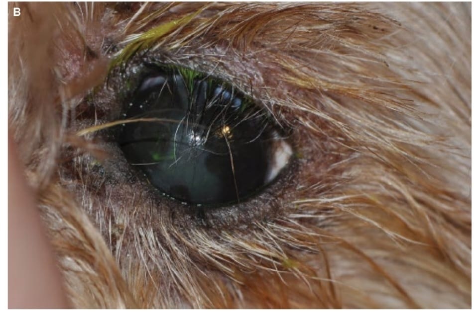 رشد مژه به داخل چشم حیوان