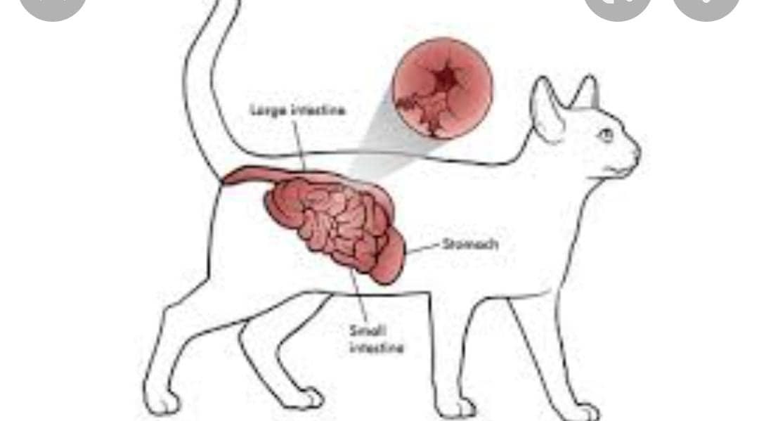 التهاب روده در سگ و گربه
