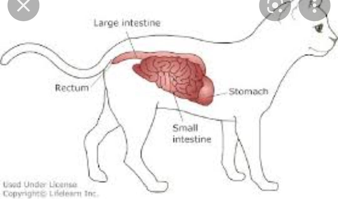 التهاب روده در سگ و گربه