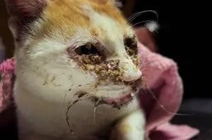 بیماری کلسی ویروس در گربه ها