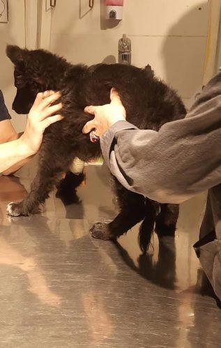 درمان سگ با علائم پارو ویروس مثبت