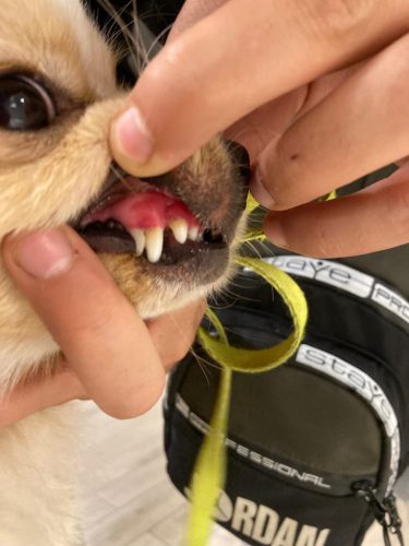 سندروم باقی ماندن دندان شیری سگ