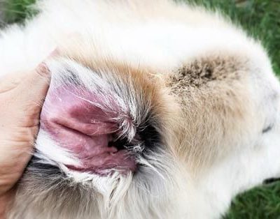 عفونت قارچی گوش سگ اشپیتز