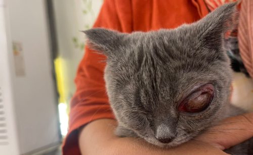 عفونت چشم گربه سه ماهه