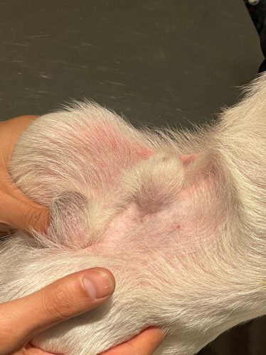 زخم های پوستی و آلرژی سگ