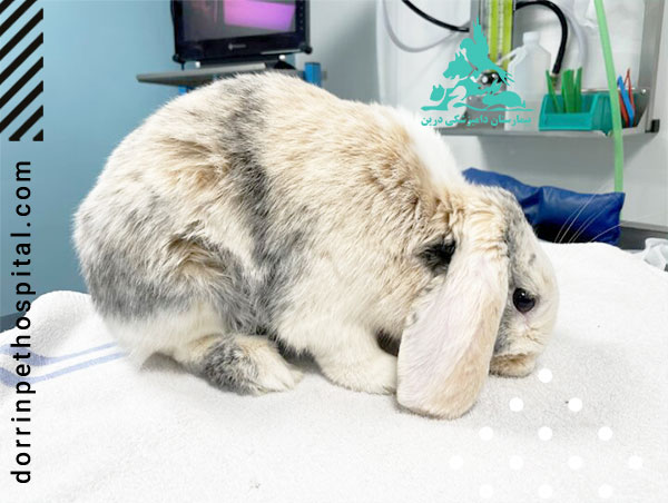 مشکل دستگاه گوارش خرگوش